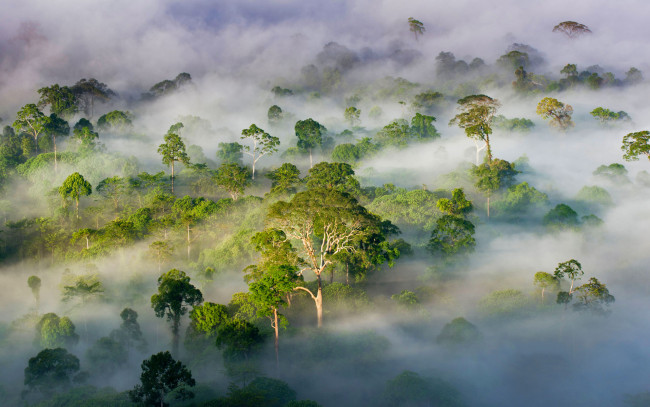 Обои картинки фото природа, лес, деревья, малайзия, штат, сабах, туман