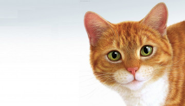 Картинка рисованное животные +коты кот минимализм