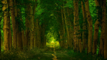 Картинка природа лес версаль франция