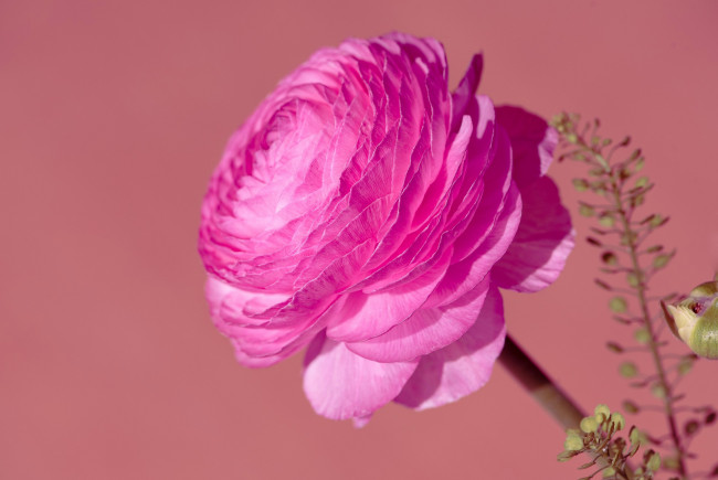 Обои картинки фото цветы, ранункулюс , азиатский лютик, розовый, ранункулюс, макро