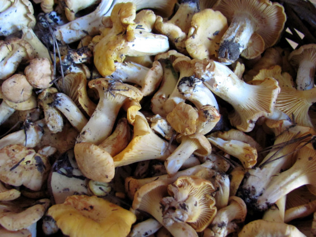 Обои картинки фото еда, грибы,  грибные блюда, свежие, лесные, лисички