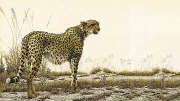 Картинка 295413 рисованное животные +гепарды хищник трава