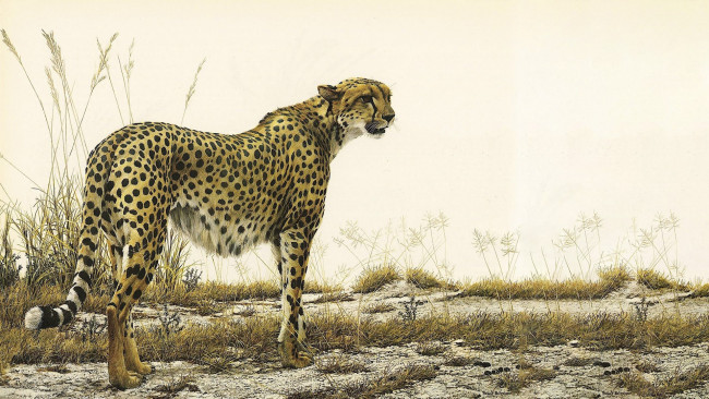 Обои картинки фото 295413, рисованное, животные,  гепарды, хищник, трава