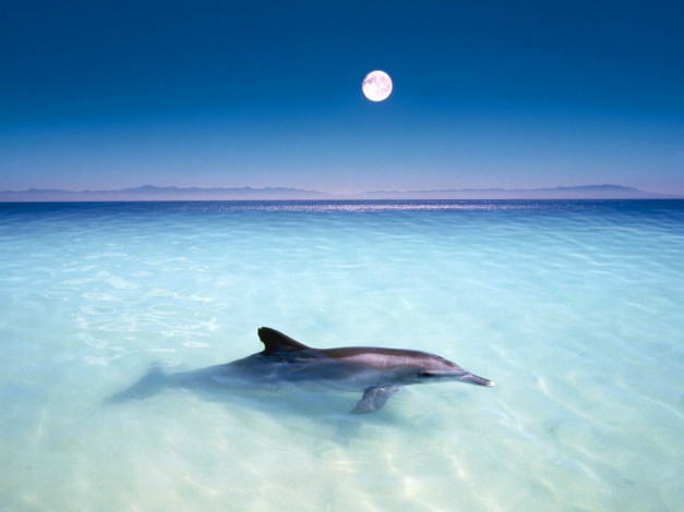 Обои картинки фото один, животные, дельфины
