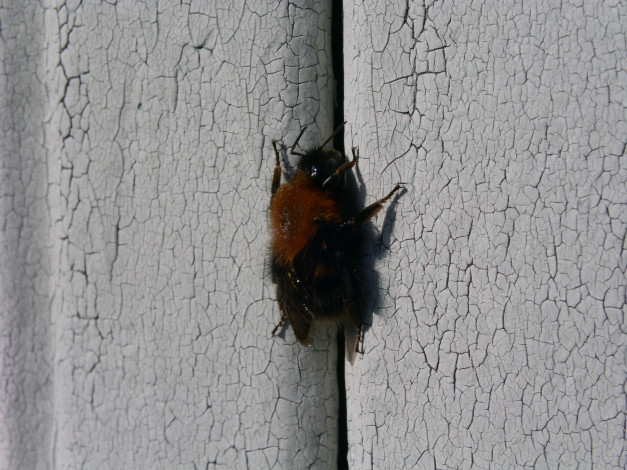 Обои картинки фото шмель, животные, пчелы, осы, шмели