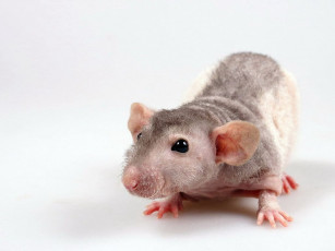 Картинка грызунок животные крысы мыши