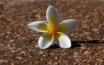 Картинка цветы плюмерия желтый белый лепестки цветок