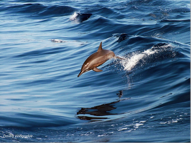 Обои картинки фото dmitry, vinogradov, flight, животные, дельфины