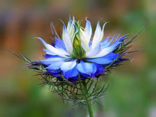 Картинка цветы нигелла синий