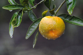 Картинка природа плоды листья лимон ветка