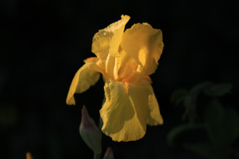 Картинка цветы ирисы желтый