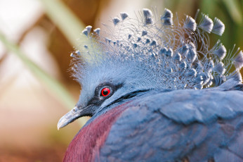 Картинка victoria crowned pigeon животные голуби венценосный голубь