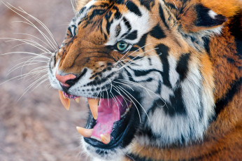 Картинка животные тигры клыки пасть хижник кошка