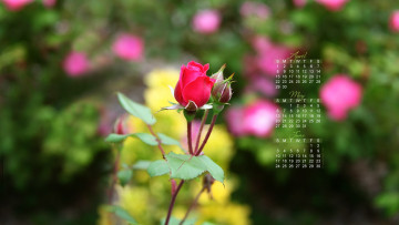 обоя календари, цветы, роза, бутон