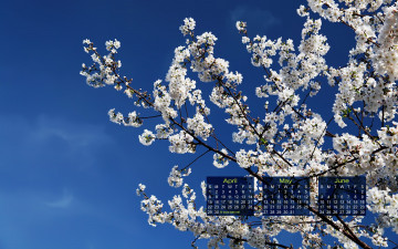 обоя календари, цветы, дерево, весна, сакура, цветение