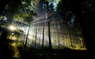 Картинка природа лес лето пейзаж лучи солнце