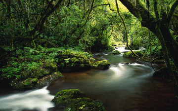 Картинка природа реки озера джунгли растительность