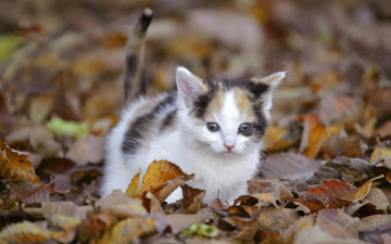 Картинка животные коты листья кошка осень
