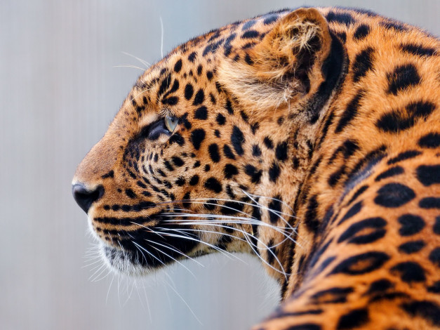 Обои картинки фото животные, леопарды, хищник, профиль, морда, кошка