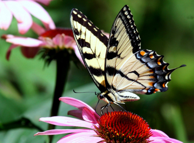 Обои картинки фото животные, бабочки, крылья, эхинацея