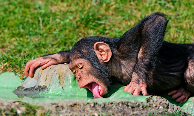 Обои картинки фото животные, обезьяны, шимпанзе, жажда