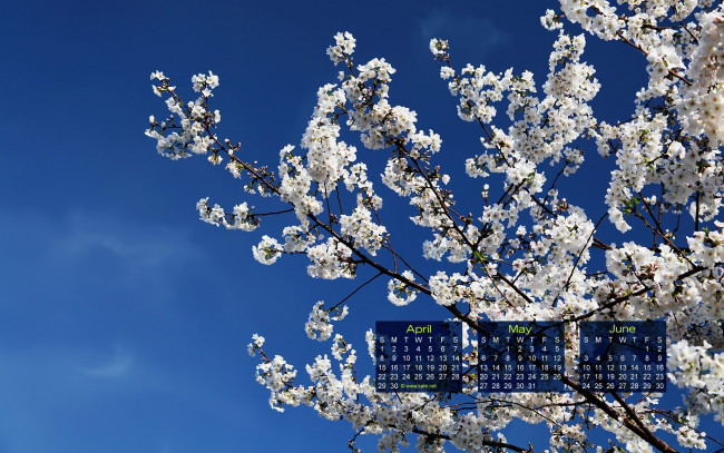 Обои картинки фото календари, цветы, дерево, весна, сакура, цветение