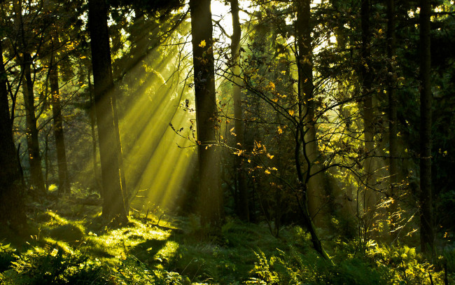 Обои картинки фото природа, лес, заросли, солнце, лучи