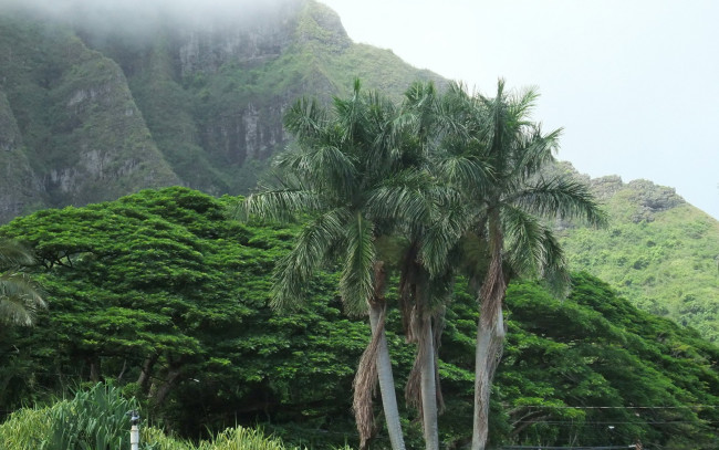 Обои картинки фото природа, тропики, лес, туман, пальмы, горы