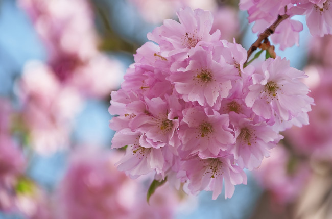 Обои картинки фото цветы, сакура, вишня, розовый, ветка, нежность