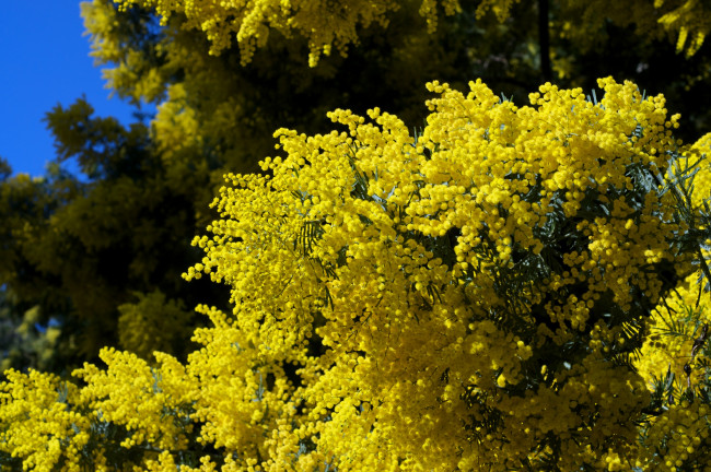 Обои картинки фото цветы, мимоза, пушистый, желтый, ветки
