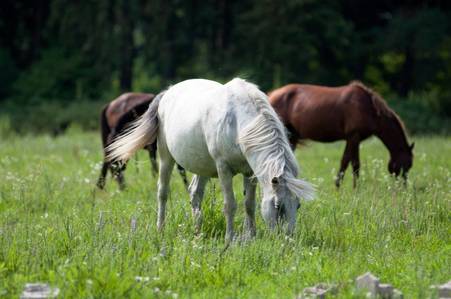 Обои картинки фото животные, лошади, поле, трава