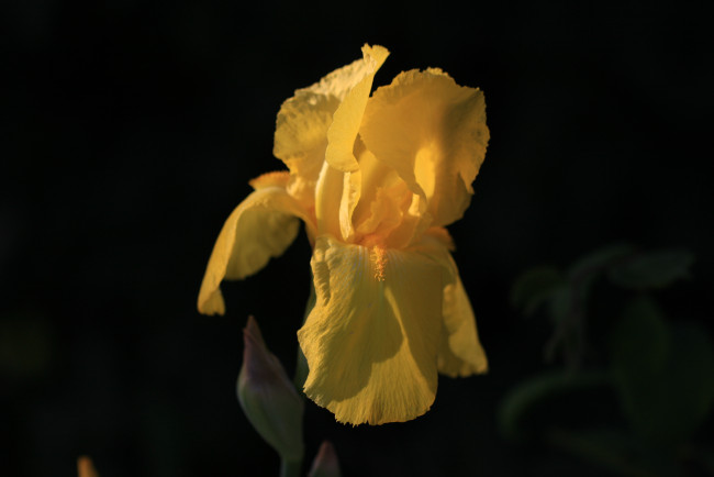 Обои картинки фото цветы, ирисы, желтый