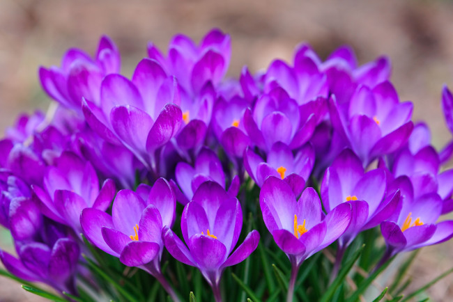 Обои картинки фото цветы, крокусы, шафран, весна