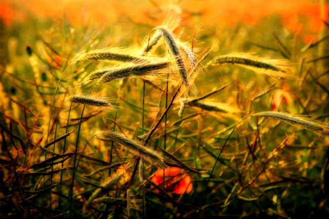 Обои картинки фото природа, макро, поле, мак, пшеница