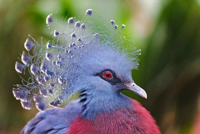 Обои картинки фото victoria, crowned, pigeon, животные, голуби, венценосный, голубь