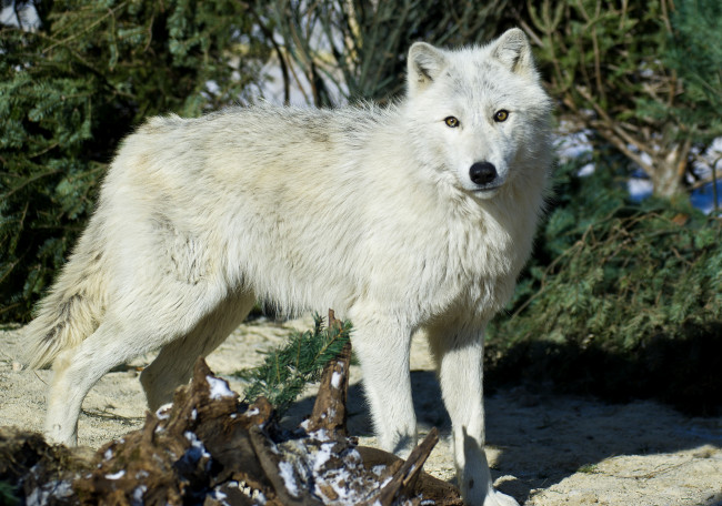 Обои картинки фото животные, волки, белый, хищник