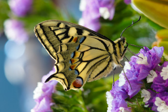 Картинка животные бабочки крылья