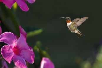 Картинка животные колибри цветок кроха полет