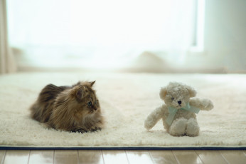 Картинка животные коты torode дом игрушка кошка