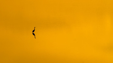 Картинка рисованные минимализм птица закат