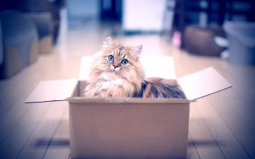 Картинка животные коты взгляд коробка
