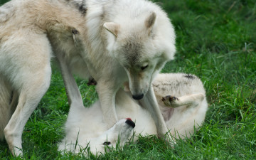 Картинка животные волки +койоты +шакалы игра трава пара
