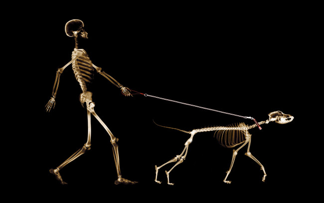 Обои картинки фото разное, кости,  рентген, фон, поводок, прогулка, собака, человек