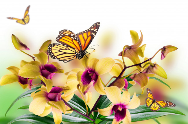 Обои картинки фото разное, компьютерный дизайн, бабочки, желтые, орхидеи