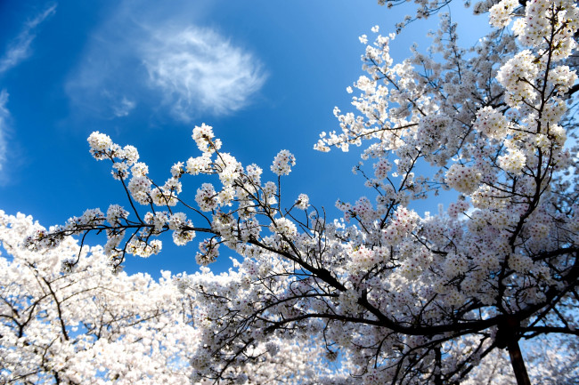 Обои картинки фото цветы, сакура,  вишня, весна