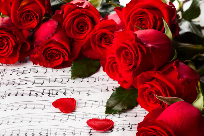 Обои картинки фото цветы, розы, красный, ноты