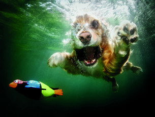 Картинка животные собаки щенок спаниэль ныряние