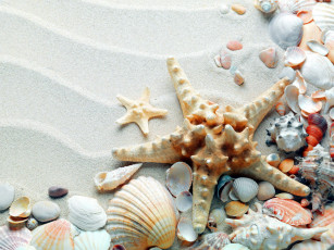 обоя разное, ракушки,  кораллы,  декоративные и spa-камни, морская, звезда, песок