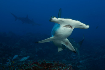 Картинка shark животные акулы акула хищник море рыбы