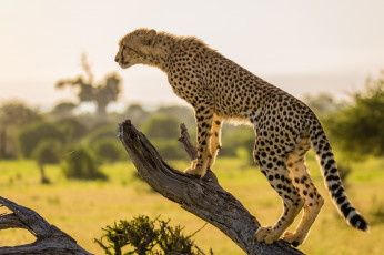Картинка животные гепарды африка гепард ветка дерево